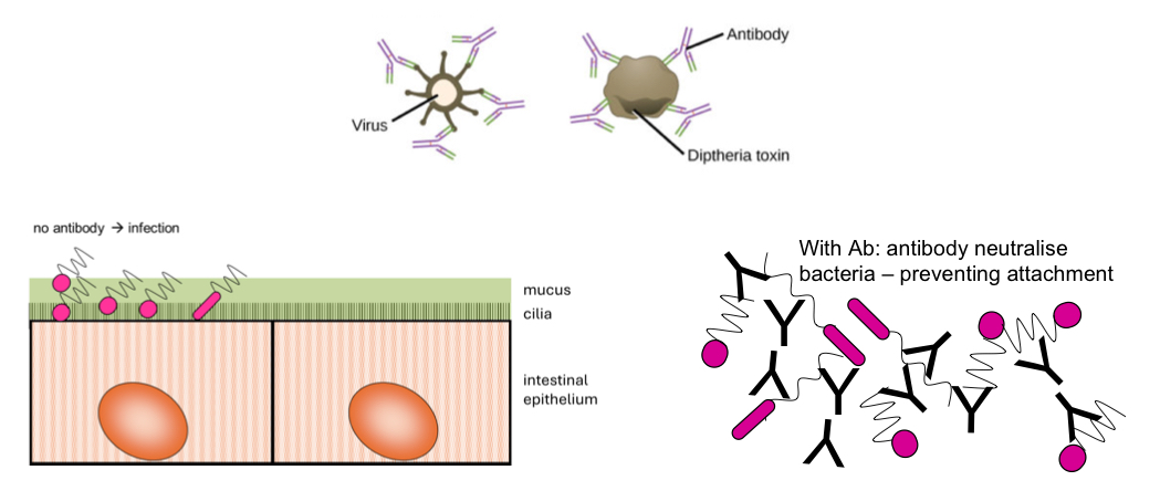 <p>How do antibodies do neutralisation?</p>