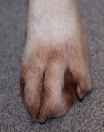 <p><span>Conchiformbius bacteria —> if found on animals feet it is a sign that they have been licking (oral comensal)</span></p>