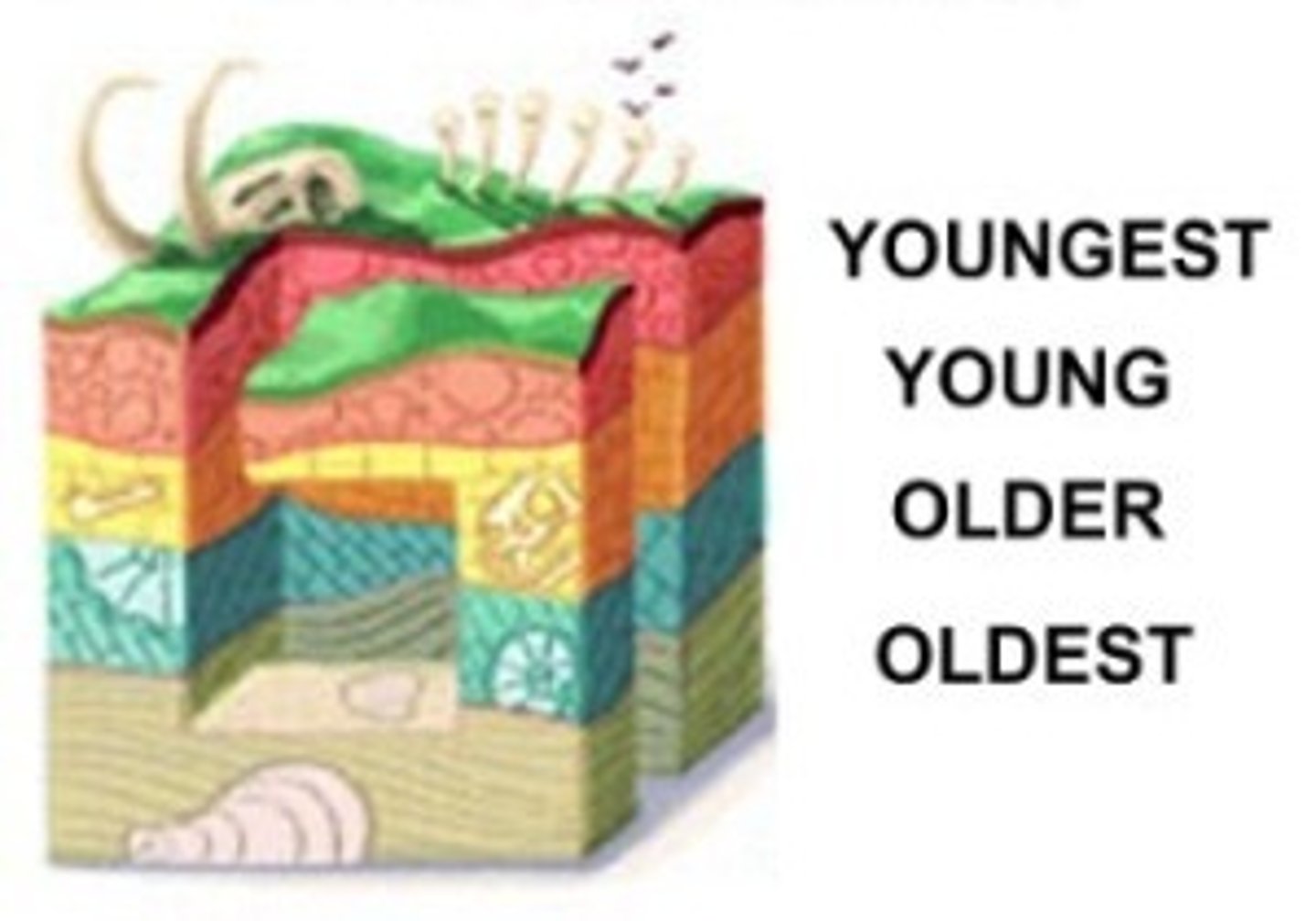 <p>states that in undisturbed rock layers, the oldest rocks are on the bottom and the rocks become progressively younger toward the top</p>