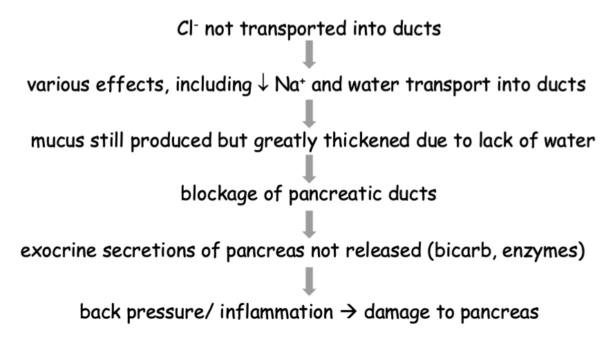 <ul><li><p>mutation in the gene that encodes for CFTR channel in pancreatic cells that secrete bicarb</p></li><li><p>leads to deficits in Cl (and water) transport</p></li><li><p>named for changes in the pancreas</p><ul><li><p>creates fluid-filled cysts and fibrosis (scarring) </p></li></ul></li><li><p></p></li><li><p>without it, the luminal Cl levels will stay low and it can’t be antiported back into the pancreatic duct cells and push bicarb back</p></li></ul><p></p>