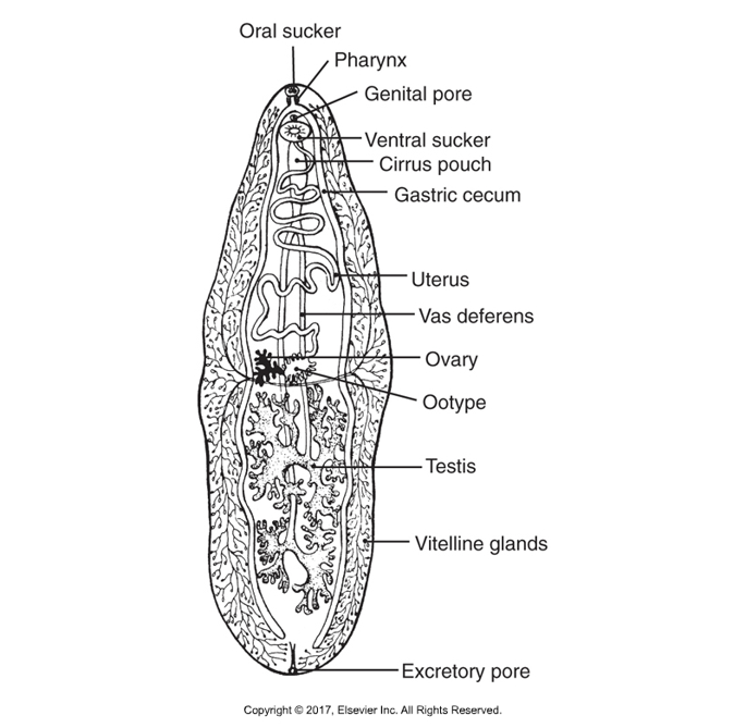 <ul><li><p>Near anterior end is oral sucker, used to eat​</p></li><li><p>Connects to pharynx and esophagus, bifurcates into two blind ceca​</p></li><li><p>No anus; regurgitate contents of ceca into tissues or organs of host animal they infect​</p></li><li><p>Can be seen in histological sections as fluke puke​</p></li><li><p>Also contain an acetabulum or ventral sucker used to attach to host​</p></li><li><p>Most flukes are hermaphrataditic​ (Exception is blood flukes or Schistosomes that have male and female​)</p></li><li><p>Self-fertilization is most common but cross-fertilization between two adult flukes can happen</p></li></ul><p></p>