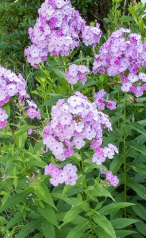 <p><em>Phlox paniculata</em></p><p>garden phlox</p><p>Polemoniaceae</p>
