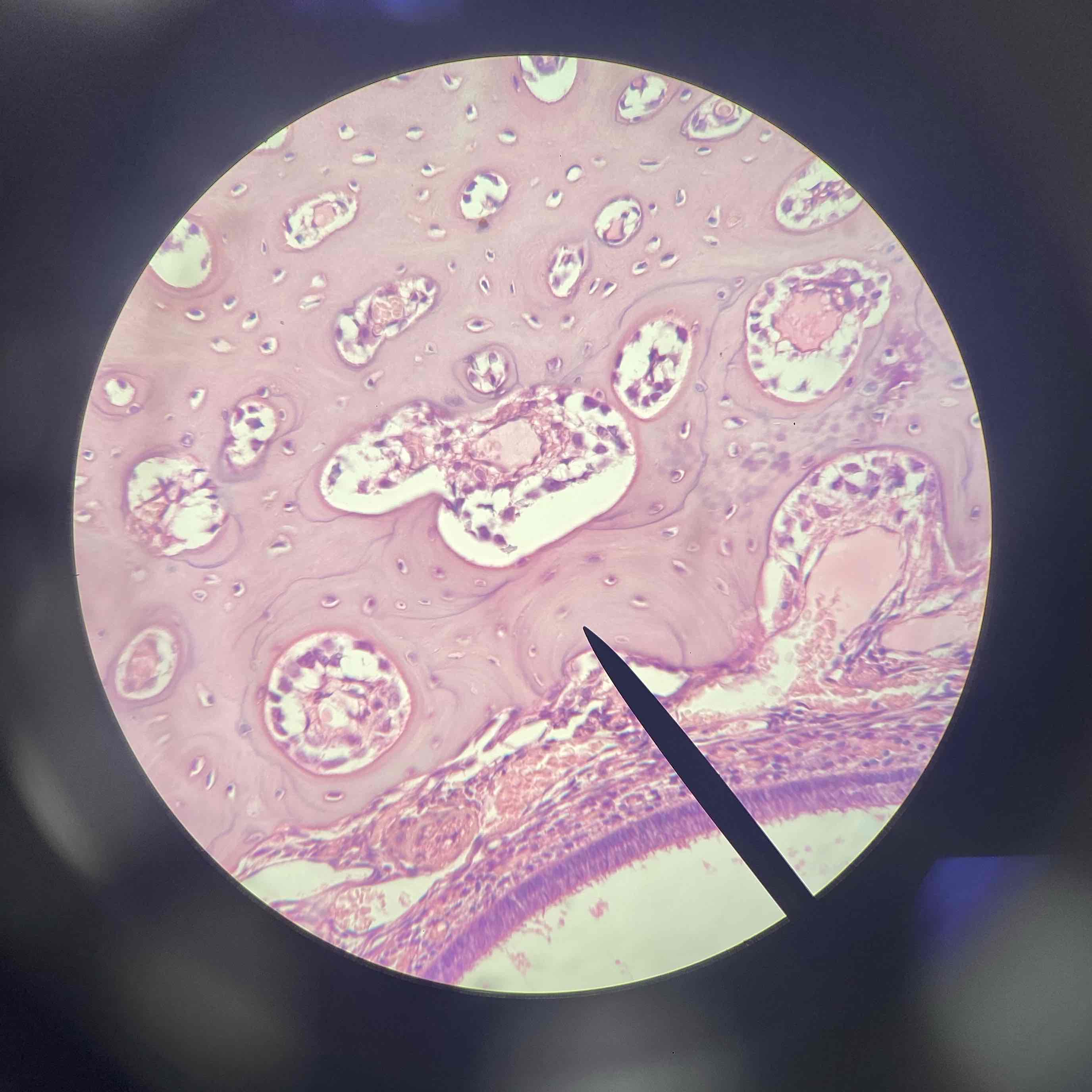 <p>Histology </p>