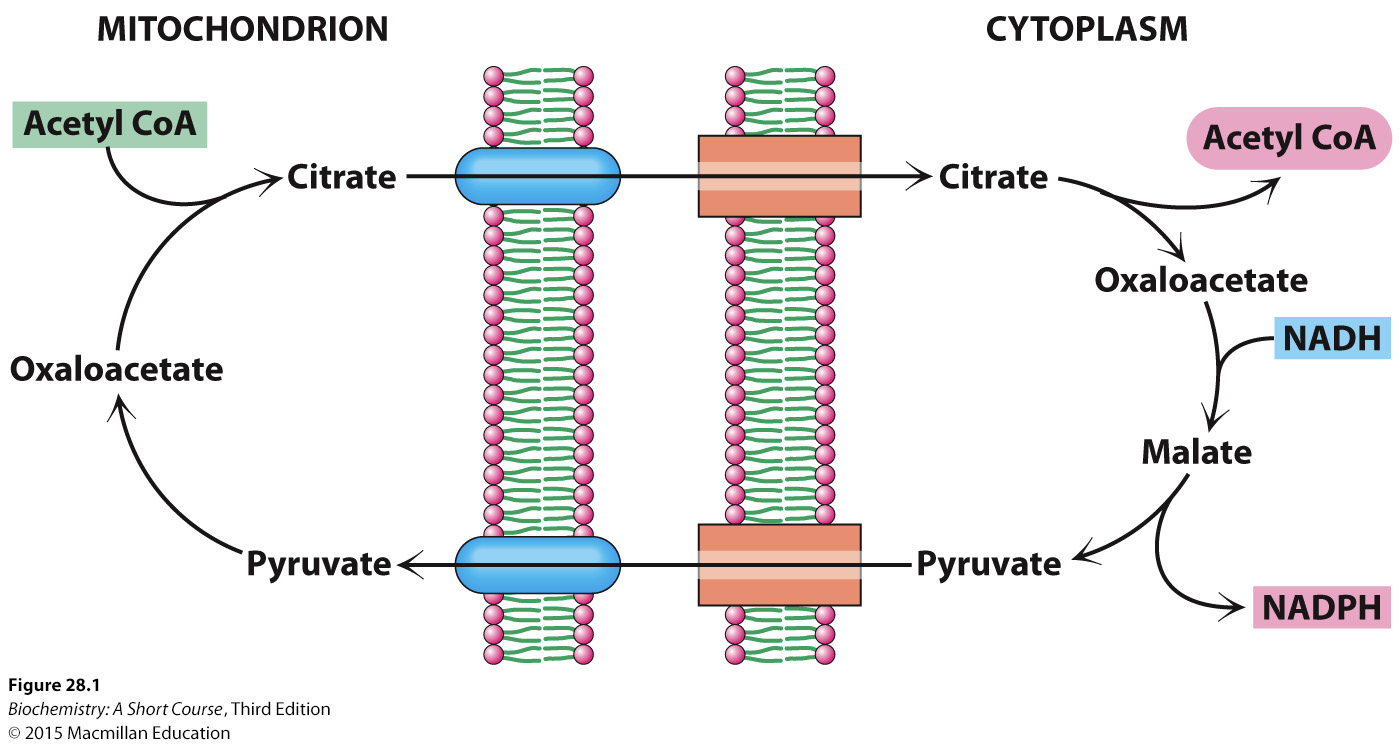 <p>Transports Acetyl CoA from the mitochondria to the cytoplasm for fatty acid synthesis because the inner mitochondrial membrane is <strong><u>impermeable</u></strong> to Acetyl CoA.</p><p></p>