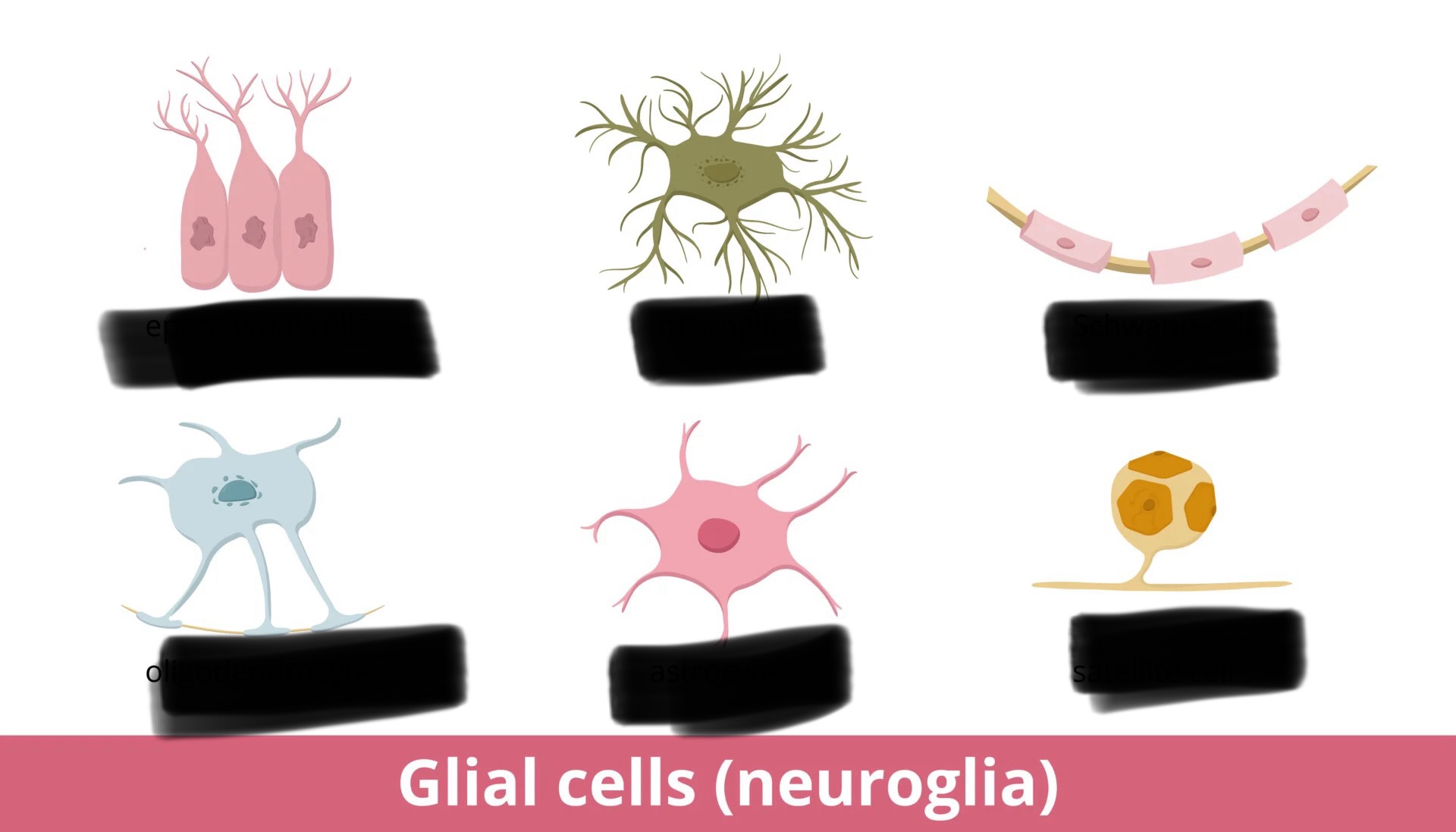 <p>Identify each glial cell </p><p>Ependymal</p><p>Microglia</p><p>Satellite</p><p>Oligodendrocyte</p><p>Astrocyte</p><p>Schwann </p>