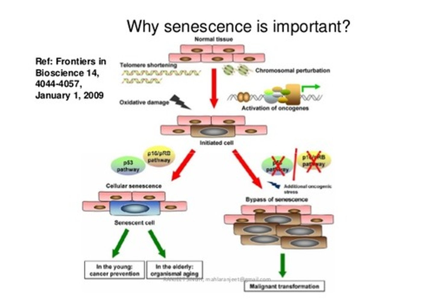 <p>Cells becoming senescent is a good thing because it means that these cells will not become cancerous. <br><br>It is a bad thing because it leaves the tissue with a decreased ability to repair itself. Senescent cells are closely related to age-related diseases.</p>