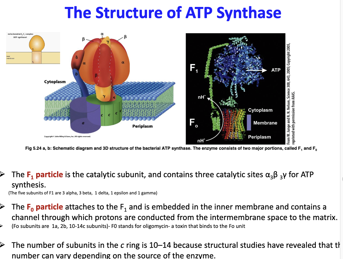 <p>2 parts; F1 and F0 F1 is the catalytic subunit and has three catalytic sites (3 alpha, 3 beta and 1 gamma) for ATP synthase, has 5 subunits ~ 3 alpha, 2 beta, 1 delta, 1 epsilon and 1 gamma F0 attaches to F1 and contains a channel that allows p+ to be conduced from inter-membrane space to matrix, has 3 subunits ~ 1a, 2b and 10-14c</p>