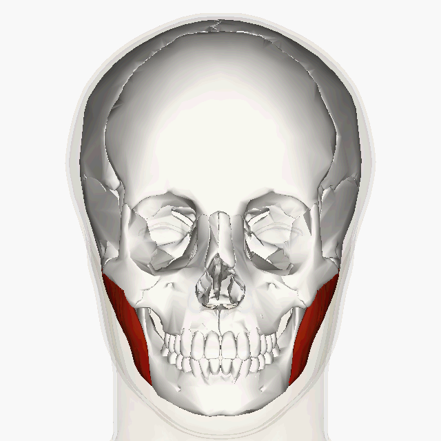 <p>Side of jaw; </p><p>thick rectangle muscle </p><p>“munch”</p>
