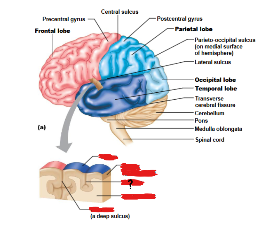 <p>the groove on the brain</p>