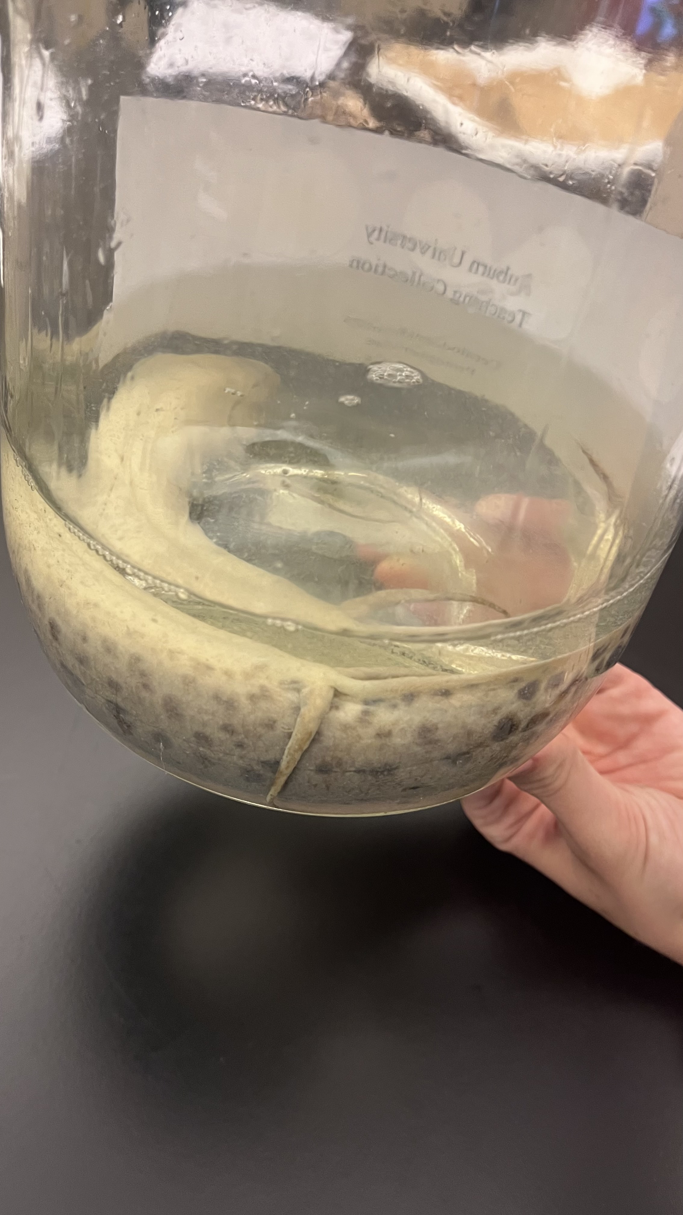 <p>African Lungfish</p>