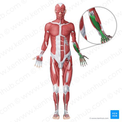 <p>Flexor digitorum superficialis</p>