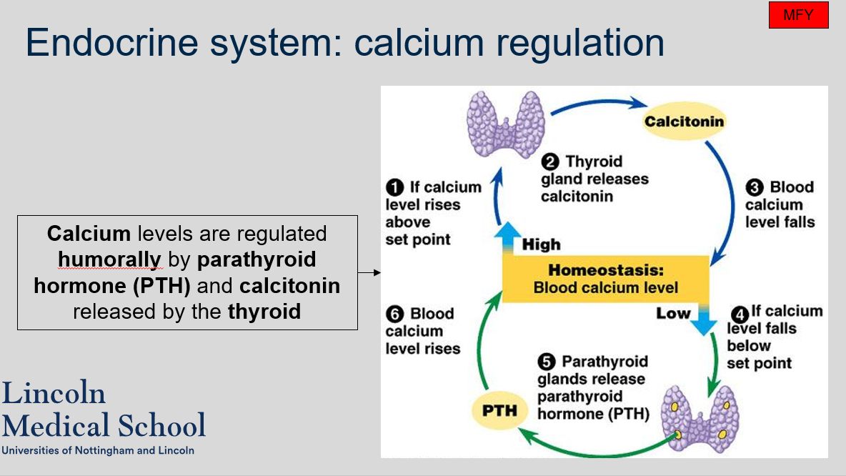 Calcium levels in the body are regulated humorally by parathyroid hormone (PTH) and calcitonin released by the thyroid. 