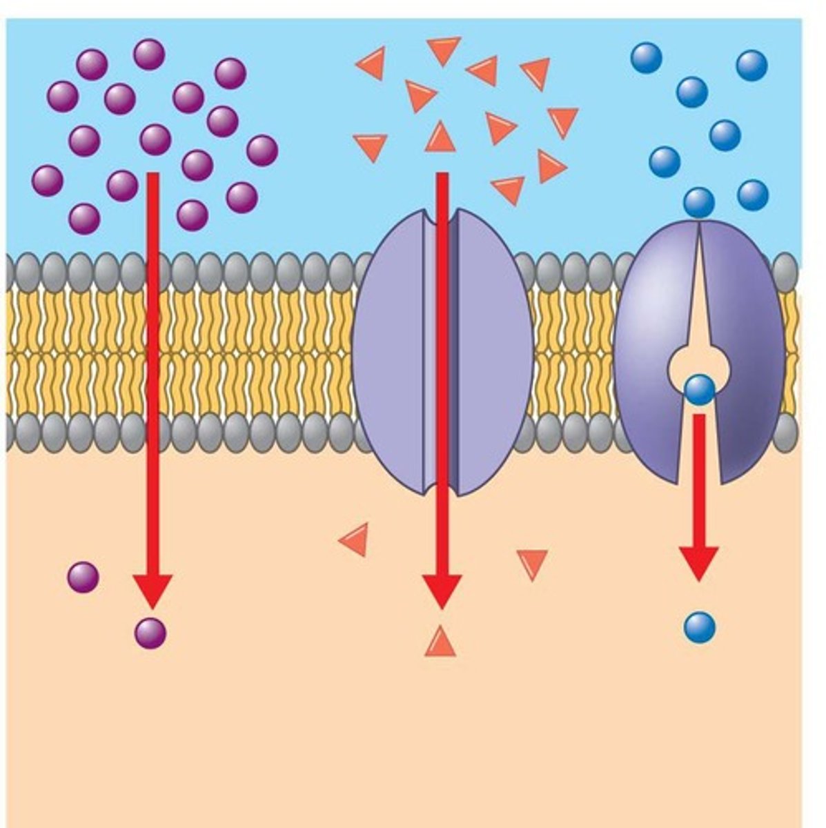 <p>Diffusion, osmosis, filtration.</p>