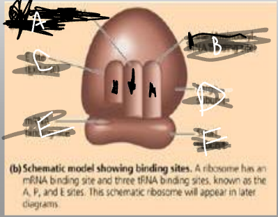 label the ribosome: