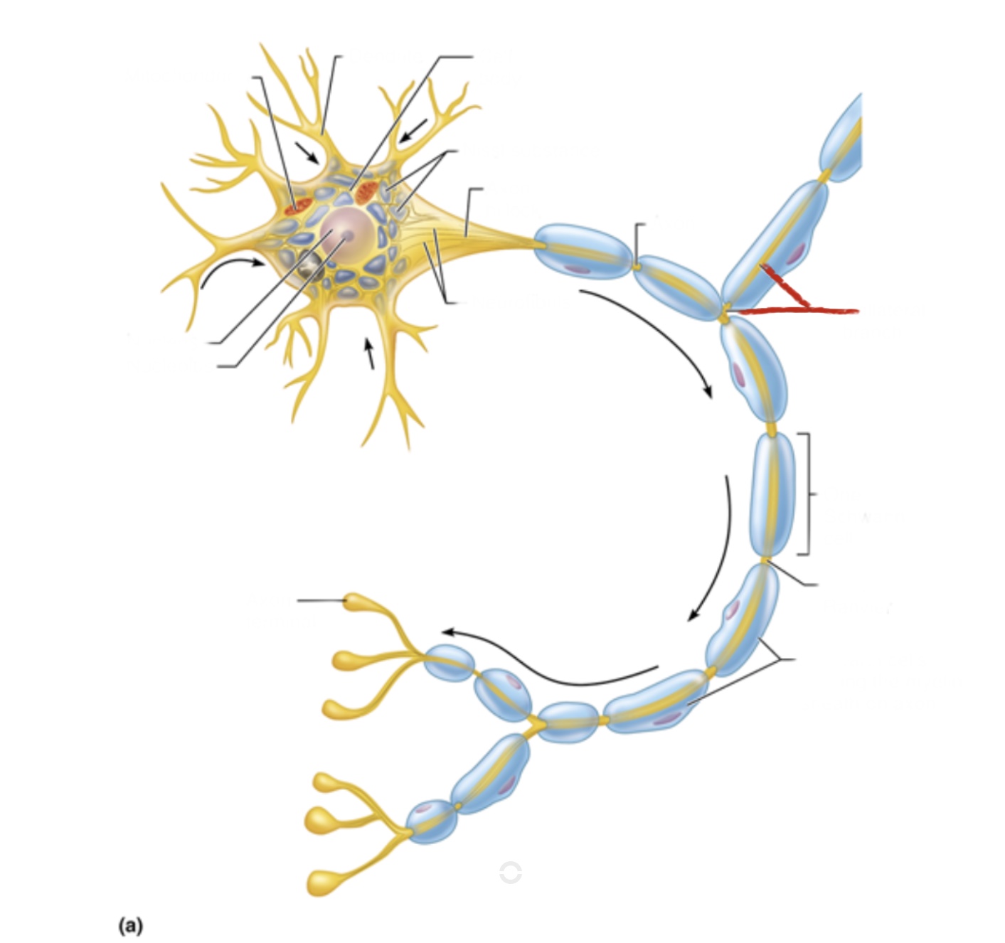 knowt flashcard image