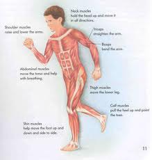 <p>Major organs include skeletal muscles, smooth muscles, and cardiac muscles</p>