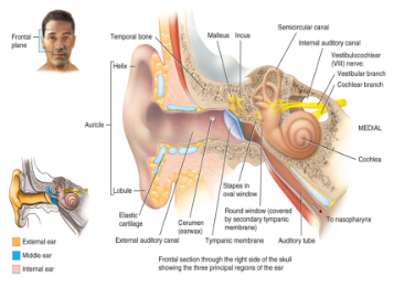 <ul><li><p>consists of the</p><ul><li><p>auditory canal (meatus) (shunt sound in)</p></li><li><p>tympanic membrane (eardrum) (can rupture)</p></li><li><p>auricle: elastic cartilage covered in skin (heals poorly)</p></li></ul></li><li><p>functions to conduct sound</p></li></ul><p></p>