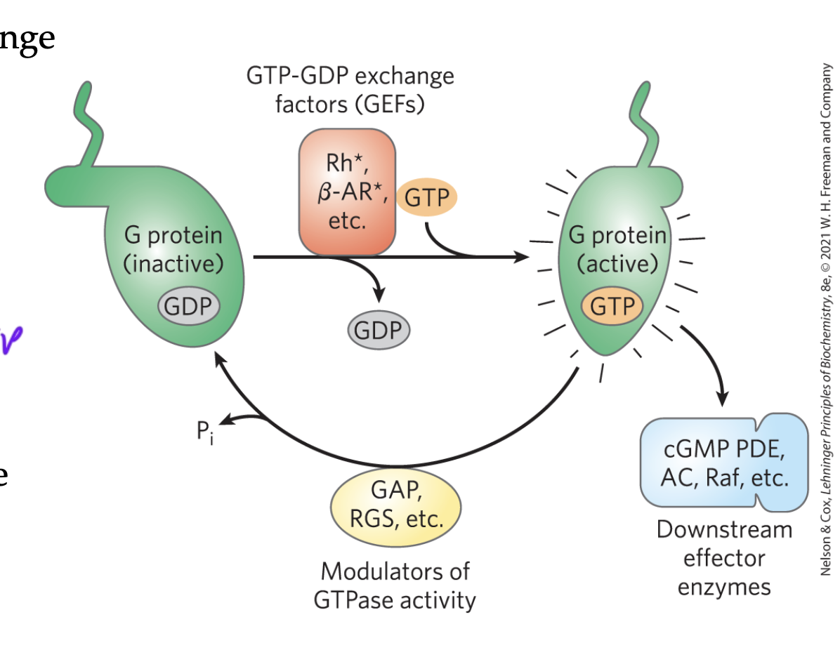 <ul><li><p>GTPase activating proteins</p></li><li><p>switch GTPs for GDPs</p></li><li><p>usually inactivating</p></li></ul><p></p>