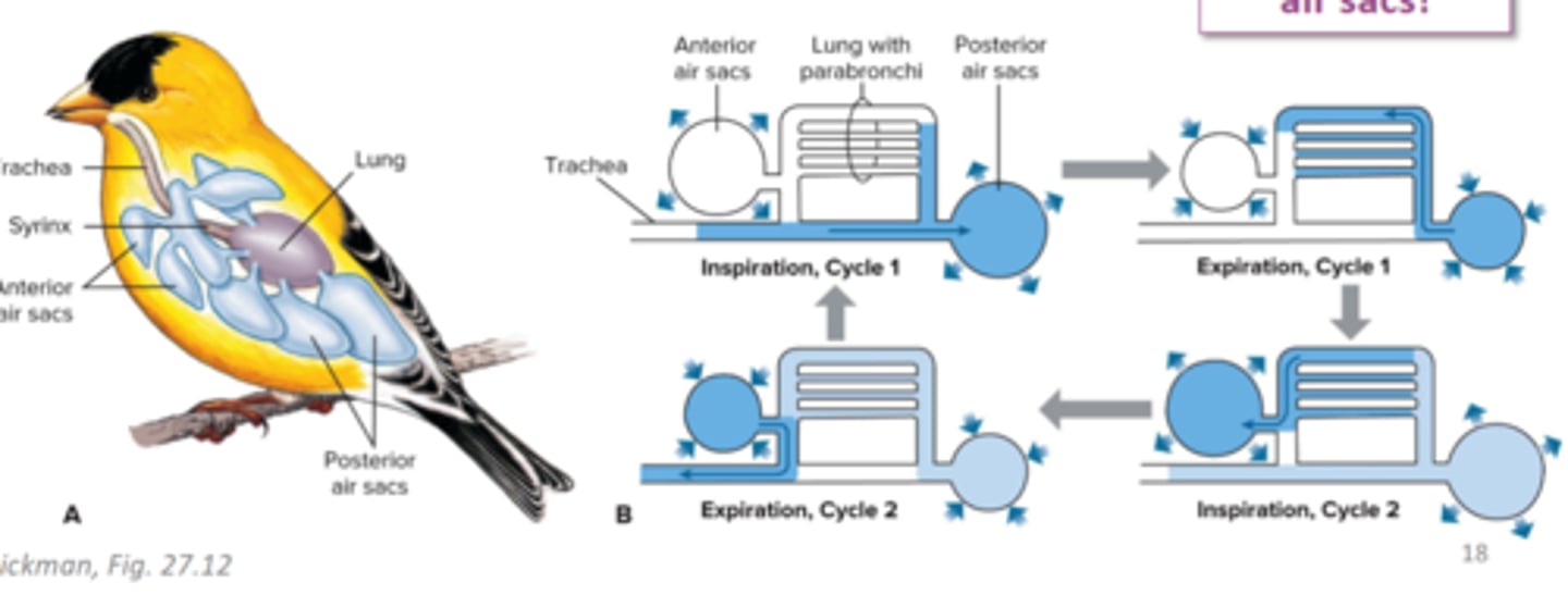 <p>how many full respiratory cycles are needed to move air through a birds respiratory system</p>
