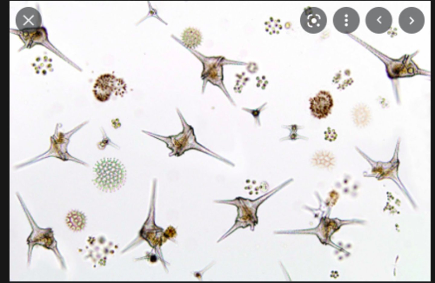<p>entire life cycle as individual cell</p><p>- shell (test made of silica or glass) with groove, flagella out of groove</p>