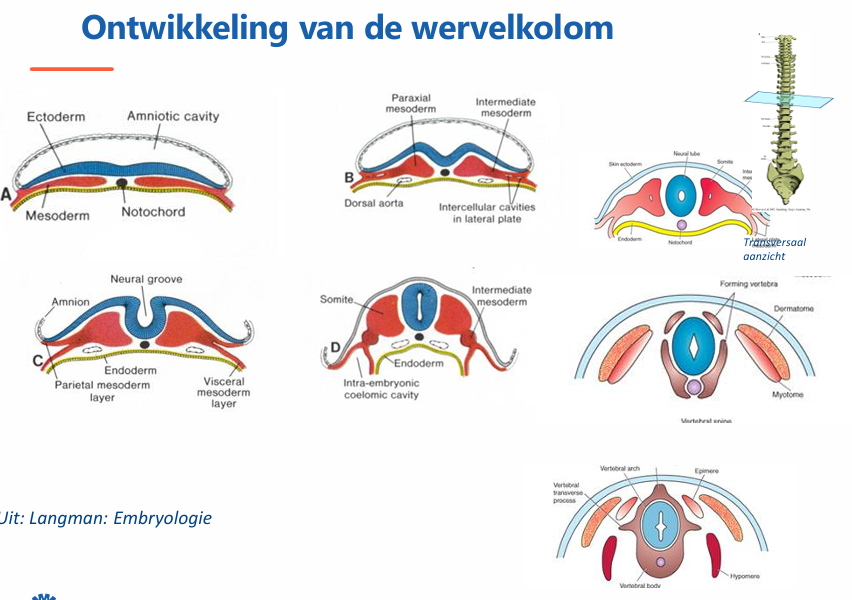 <p>Wat is de embryologie van de rug?</p>