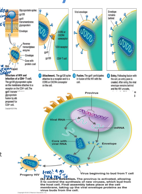 <ul><li><p>HIV </p></li><li><p>spikes enable HIV to attach to and penetrate the host cell</p></li><li><p>viral DNA can integrate into host cell chromosomes as provirus </p></li><li><p>RNA → reverse transcriptase → DNA (hides HIV in DNA)</p></li><li><p>the virus remained latent here for a long time</p><ul><li><p>this shelters the virus from the immune system</p></li><li><p>the virus may also cause active infection</p></li><li><p>new viruses produce bud out from the host cell</p></li></ul></li><li><p>HIV is an enveloped virus </p></li></ul><p></p>