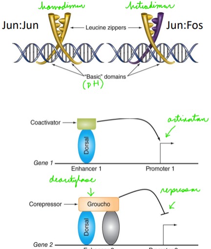 <p>Dimerization can change binding specificity and regulate different target genes</p><p></p><p>Dimerization can change which co-Factors are bound changing TF activity</p>