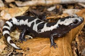 <p>Marbled Salamander </p>