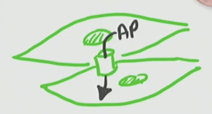 <p>AP pass through gap junctions, as an AP can occur in one cell and travel to the adjacent cell and cause that cell to fire off an AP</p>