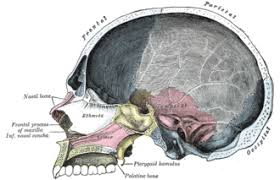 <p>cranial cavity (head)</p>