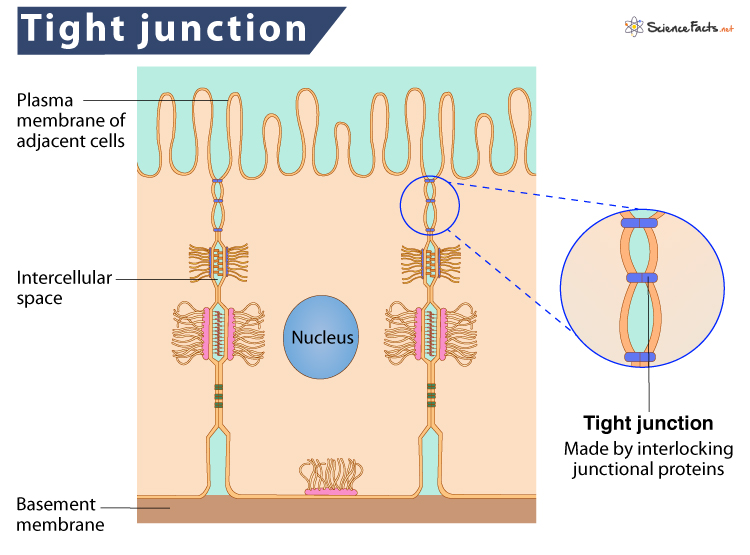 <ul><li><p>Between 2 cell membranes</p></li><li><p>Interlocking proteins, binds lipids portion of membrane</p></li><li><p>Prevents passage of water and solutes </p></li></ul>