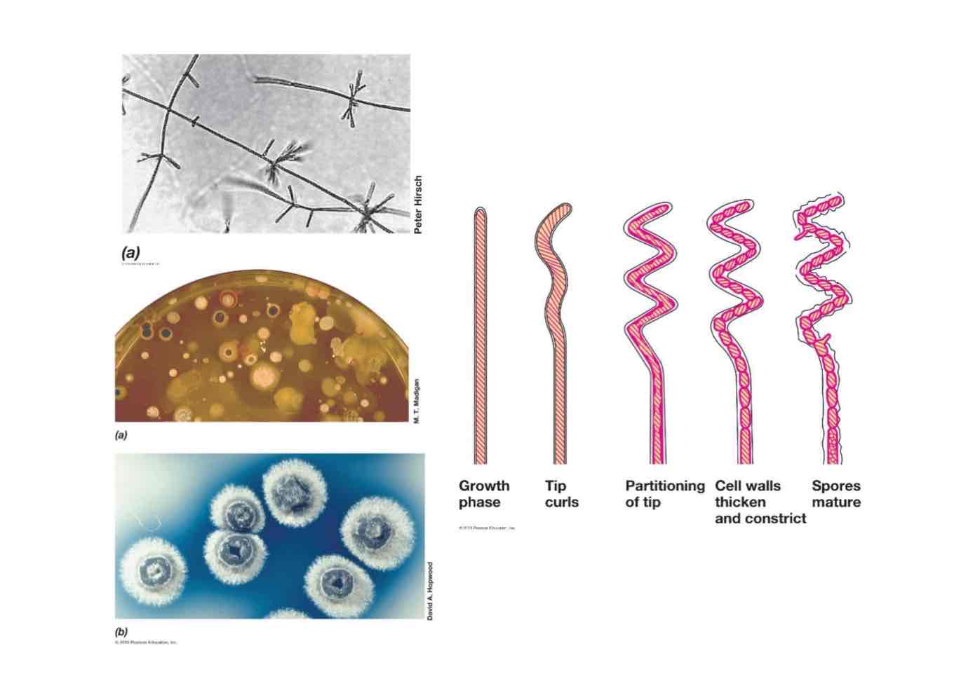 <p><em>Streptomyces</em> form branching hyphae and mycelia, with their hyphae producing spores for dispersal called conidia by a multiple fission event.</p>