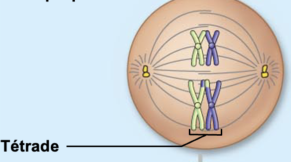 <p><span style="color: blue">Métaphase I</span></p>