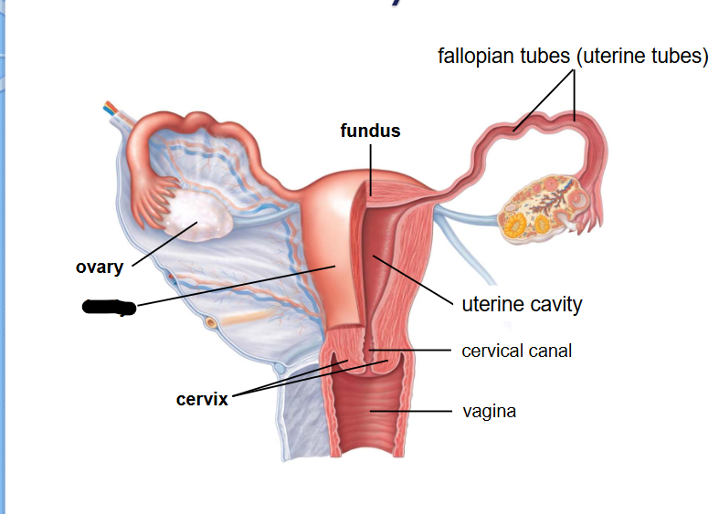 <p>(Female Reprod Structures) What is this within the Uterus?</p>