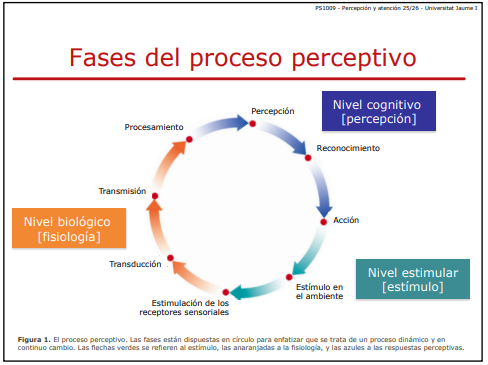 <p>La información se procesa y se vuelve cada vez más compleja en el cerebro.</p>