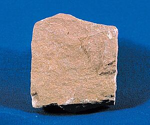 <p>Siltstone</p>
