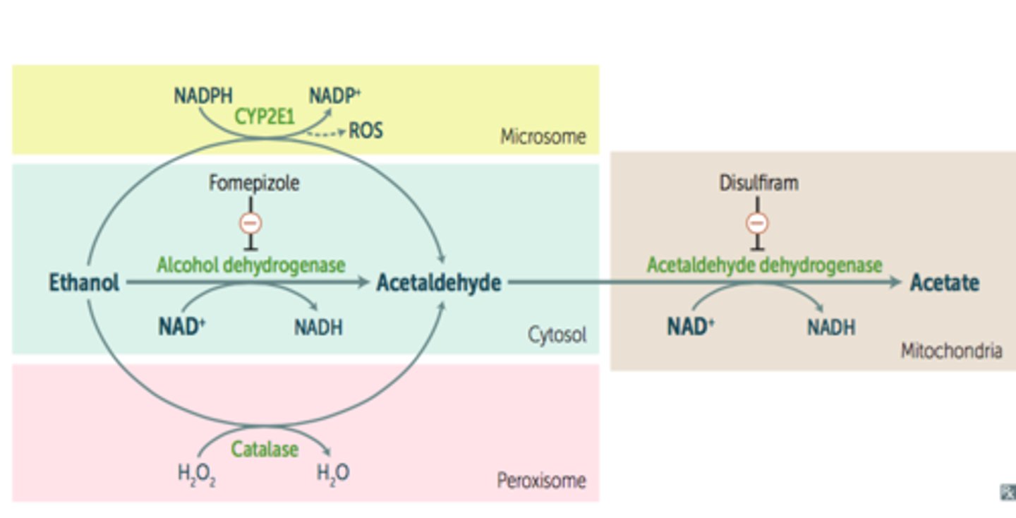 <p>Fomepizole (competitive inhibitor of alcohol dehydrogenase)</p><p>(Simultaneous use with ethanol is not recommended.)</p>