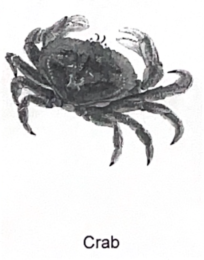 <p>crab SP</p>