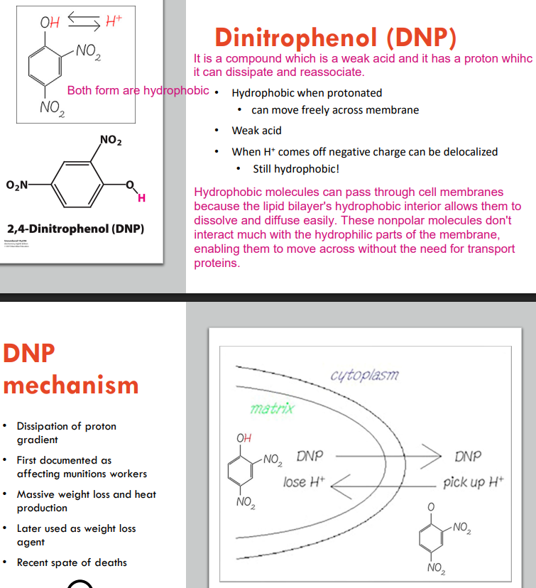 <p>It allows you to short circuit that mitochondria and allow the protons to flow back in without actually forming any ATP. Essentially, you can burn lots of fuels without making any ATP or doing any work. You can have shortness of breath or overheat while you are sitting by taking this kind of drugs.</p>