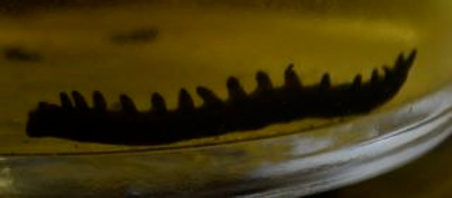 <p>Phylum of velvet worms</p><p>- ex. Peripatus</p><p>- have pretty prominent legs, shorter than Nereis</p>