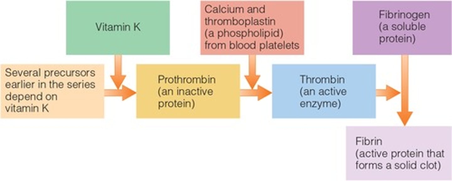 <p>Vitamin K helps with blood clotting, and its deficiency causes hemorrhagic disease (uncontrolled bleeding). </p><p>-Bacteria in the GI tract can make the vitamin; people typically receive about half of their requirements from bacterial synthesis and half from foods such as green vegetables and vegetable oils. </p><p>-Because people depend on bacterial synthesis for vitamin K, deficiency is most likely in newborn infants and in people taking antibiotics.</p>