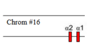 <p>Which α-thalassaemia is this</p>
