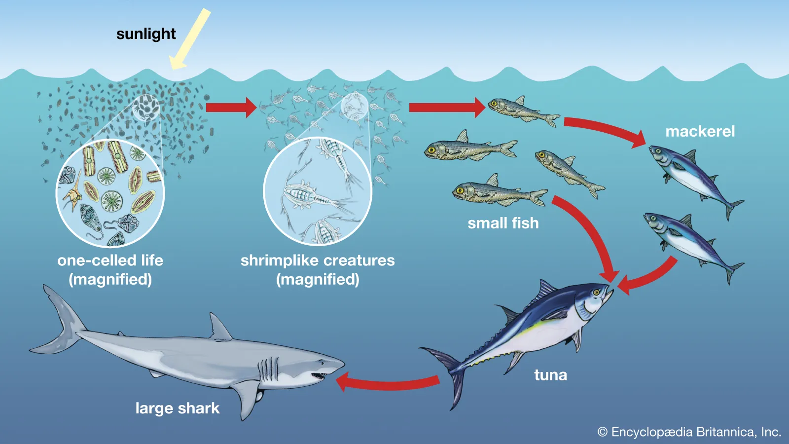 <p>Phytoplankton hang out in the top part of the ocean to perform Photosynthesis</p><p>Phytoplankton are at the bottom of the ocean food chain</p><p>Ocean snow bringing CO2 into sediment</p>