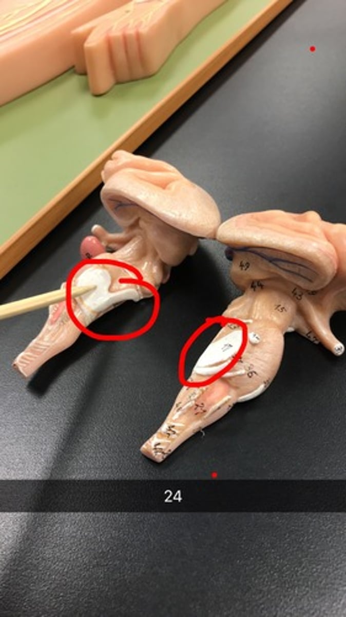 <p>any part of neck that is not bumps</p>