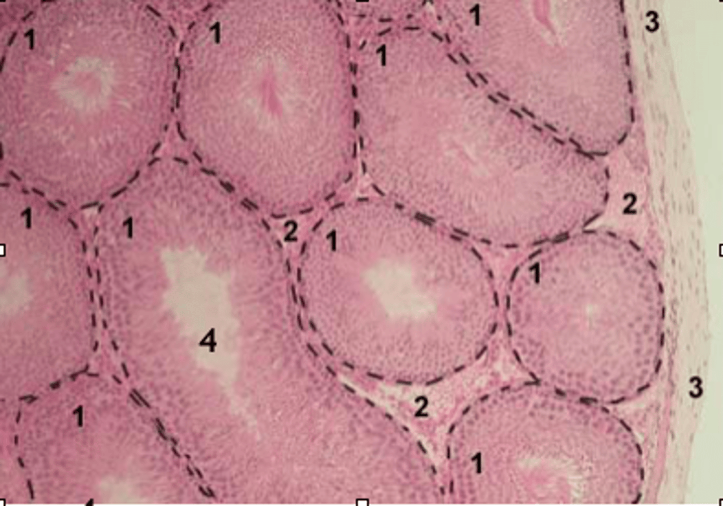 <p>#4 - each testis contains 250-900 seminiferous tubules that are responsible for the production of spermatozoa and testosterone</p>