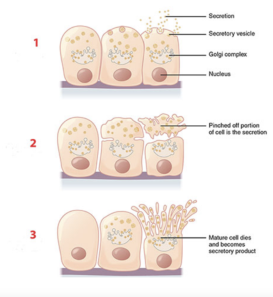 <p>b. holocrine secretion</p>