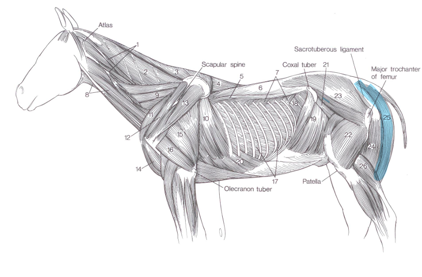<p>Name of highlighted muscle?</p>
