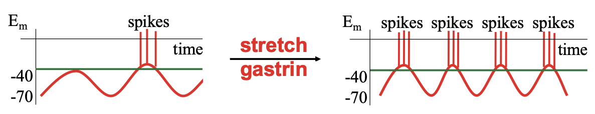 <ol><li><p><span style="color: rgb(255, 255, 255);"><span>stretch and gastrin (hormone induced by protein in the stomach) activate neural circuits that increase the amplitude &amp; frequency of the basic electrical rhythm (BER) depolarizations</span></span></p></li><li><p><span style="color: rgb(255, 255, 255);"><span>when these depolarizations exceed spike threshold (approx -35 mV), the smooth muscles spike &amp; therefore contract</span></span></p></li><li><p><span style="color: rgb(255, 255, 255);"><span>stretch &amp; gastrin thereby increase digestive tract motility</span></span></p></li></ol><p></p>