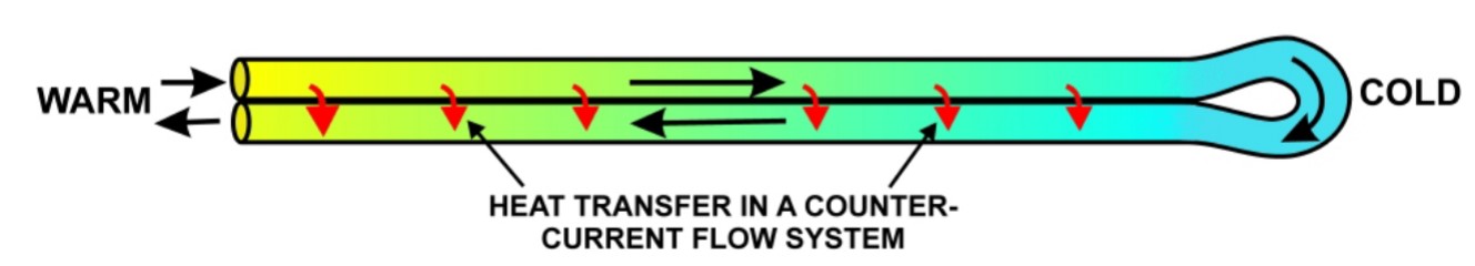 <ul><li><p>Arteries send warm blood to body parts that are a liability to heat loss.</p></li><li><p>Veins bring cold blood from liabilities to the body.</p></li><li><p>Heat exchange occurs between the arteries and veins → cold blood in veins gains heat while hot blood in arteries loses heat → temperature gradient is created. </p></li></ul>