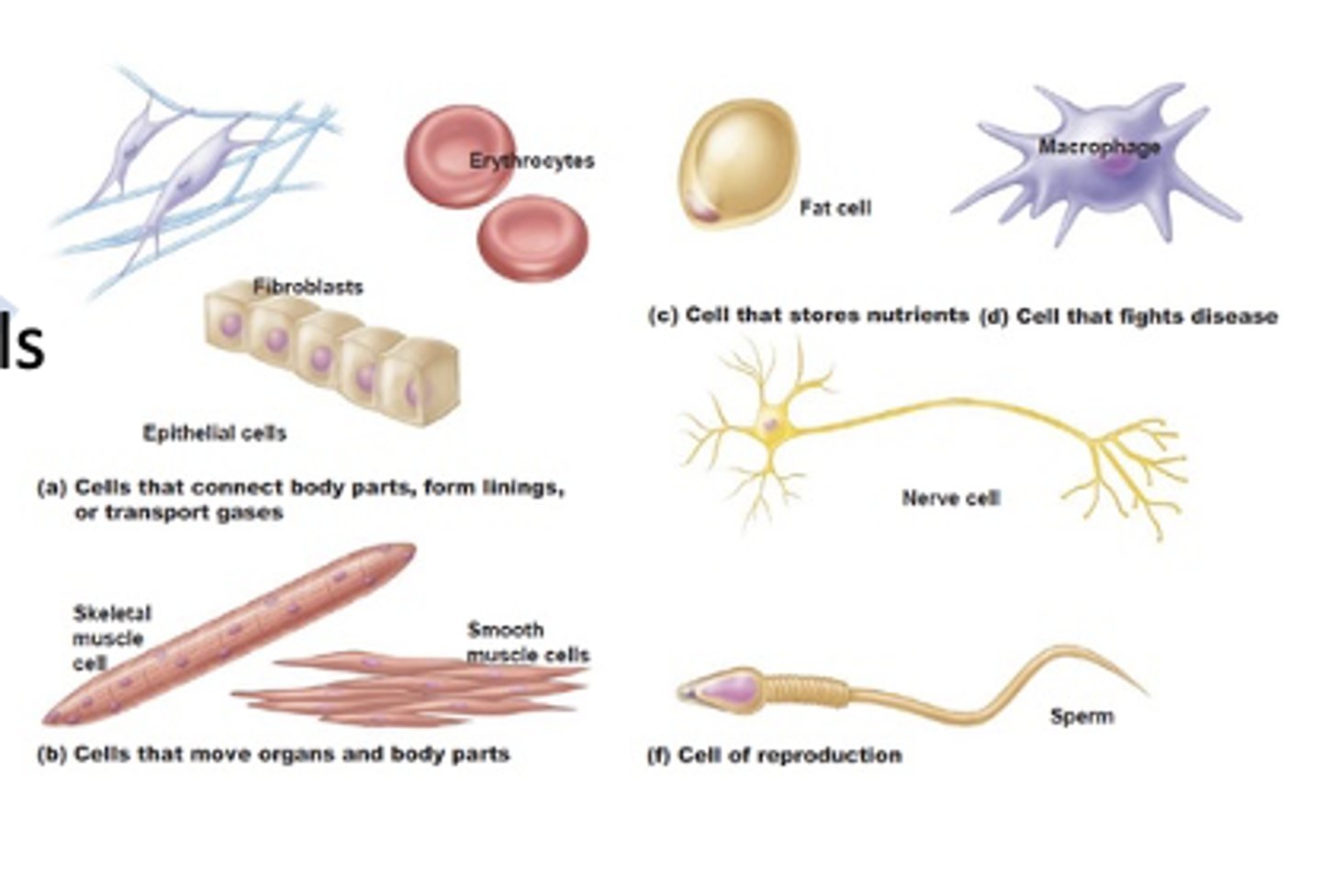 <p>Cell differentiation leads to what two main outcomes? </p>
